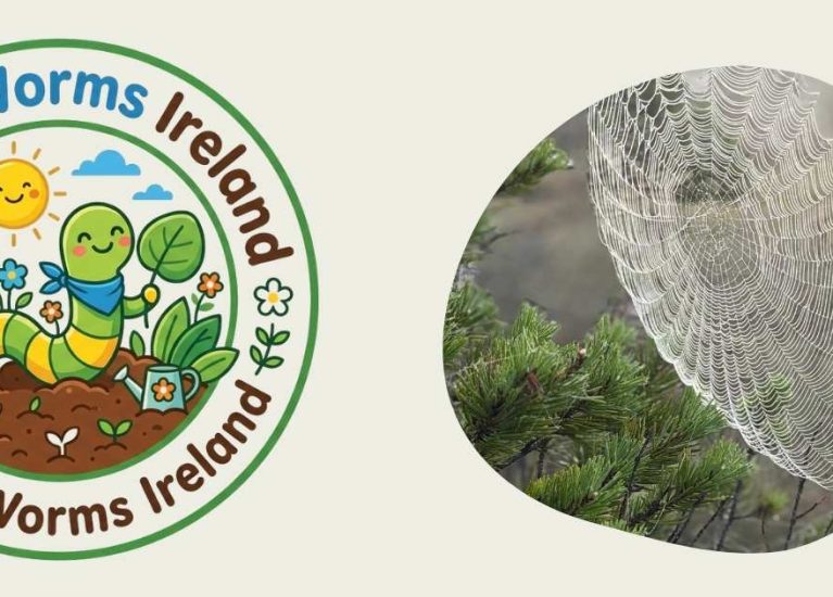Garden Detective ChallengeThe Spider Silk & Mist Mission