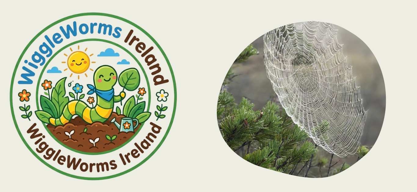 Dew-covered spiderwebs and changing foliage in an Irish garden
