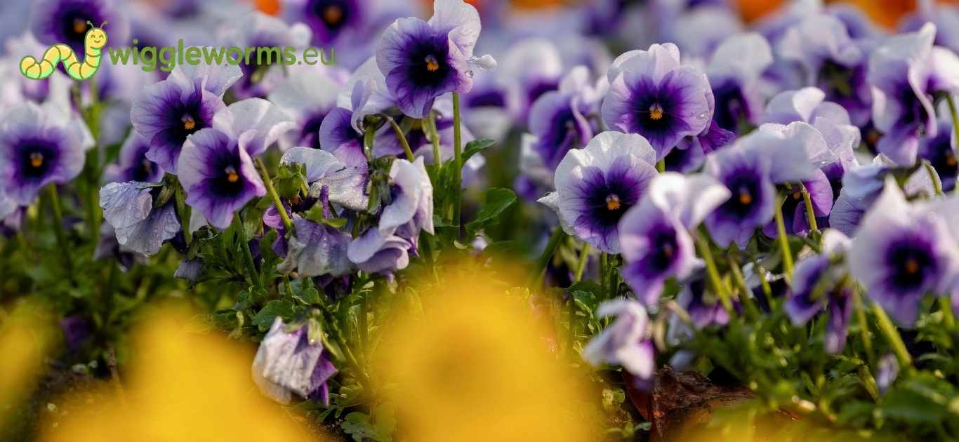 Wiggle Worms - The Autumn Window: Winter Greens & Pansies