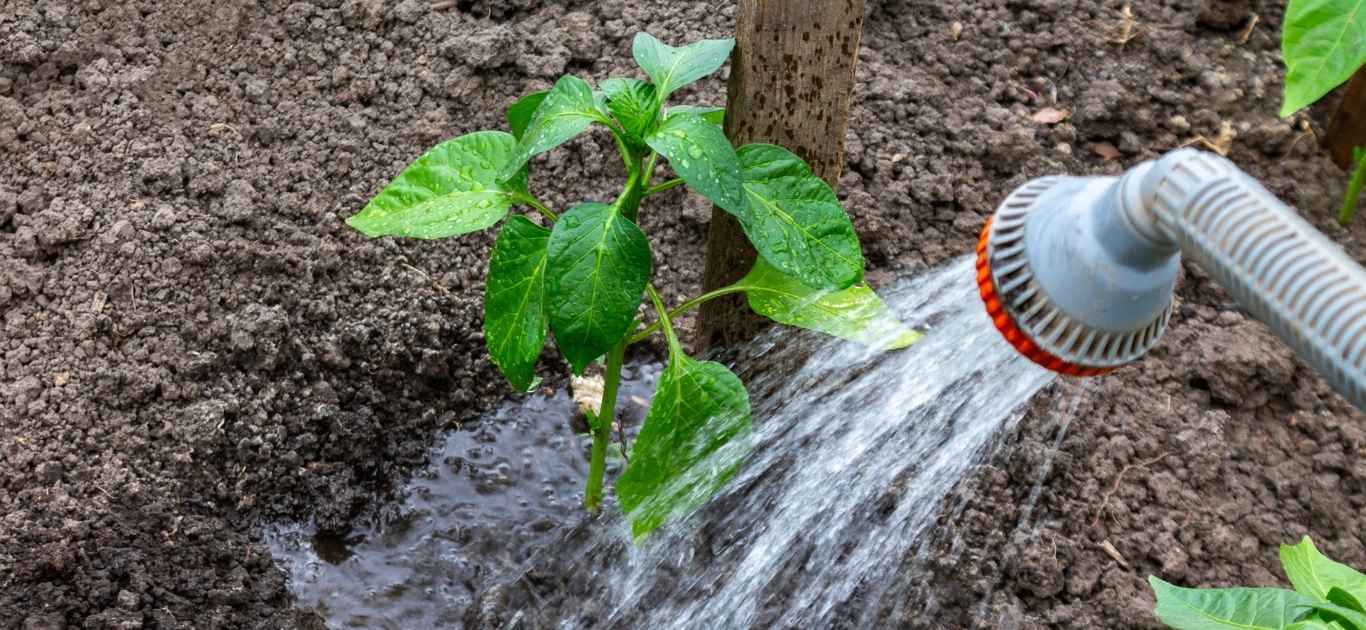 Watering container plants in an Irish garden during August sunshine