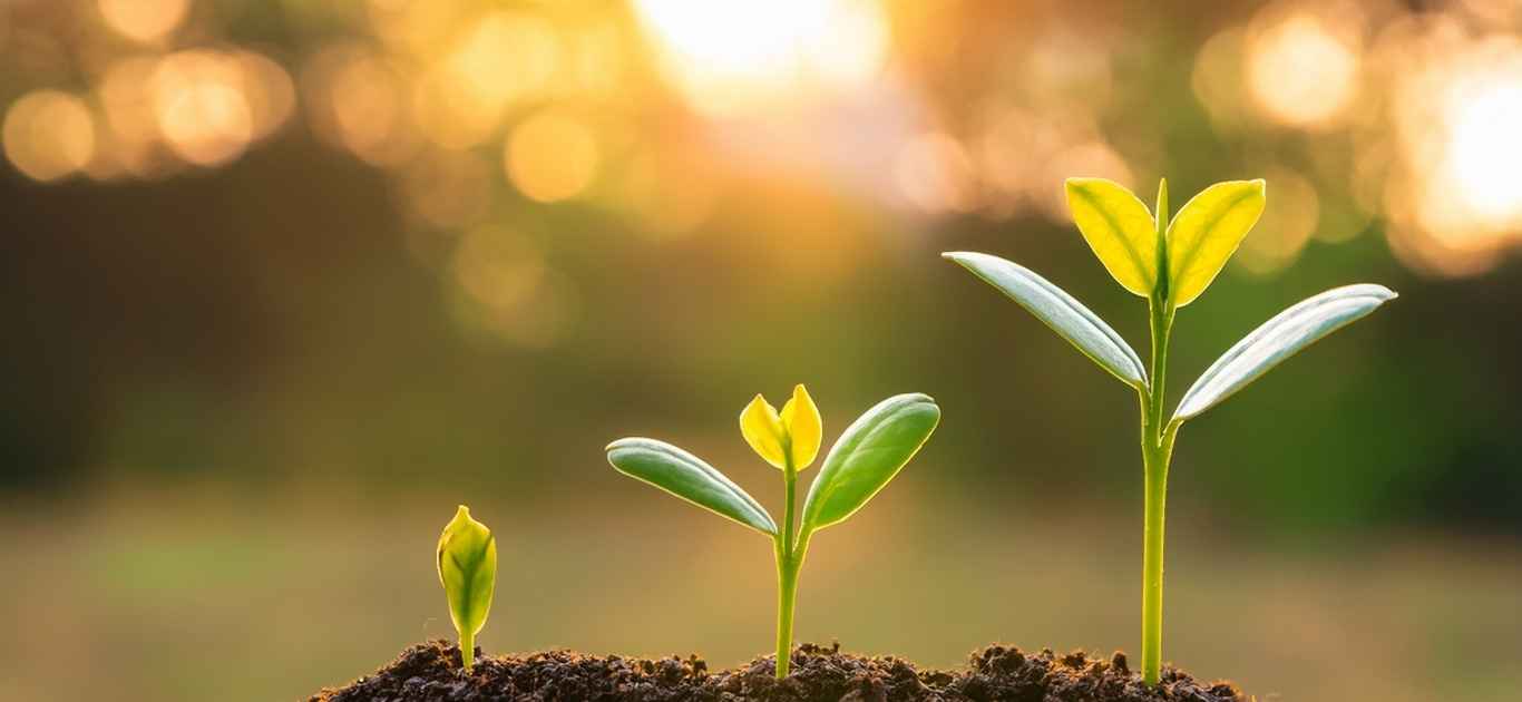 A young seedling bending toward sunlight on a windowsill in Ireland
