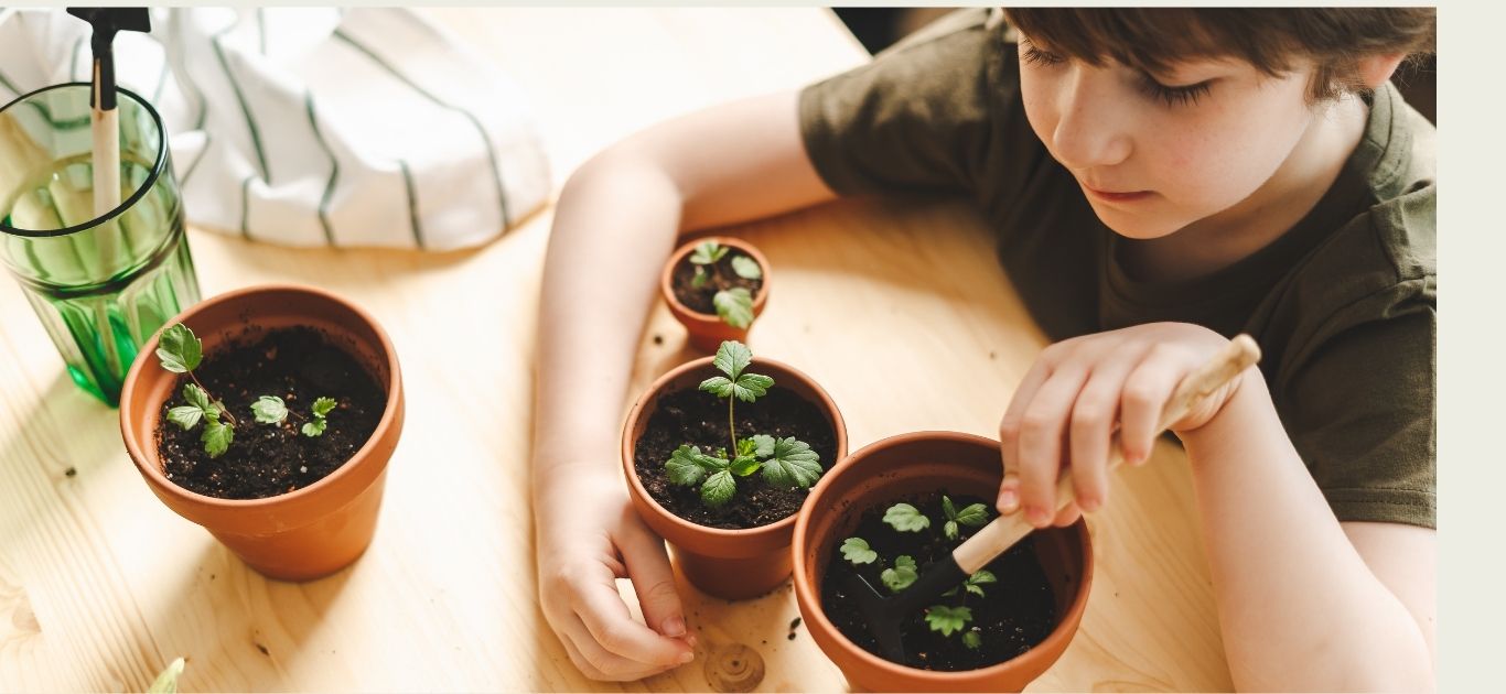 Vibrant green cress sprouting on a kitchen windowsill in Ireland