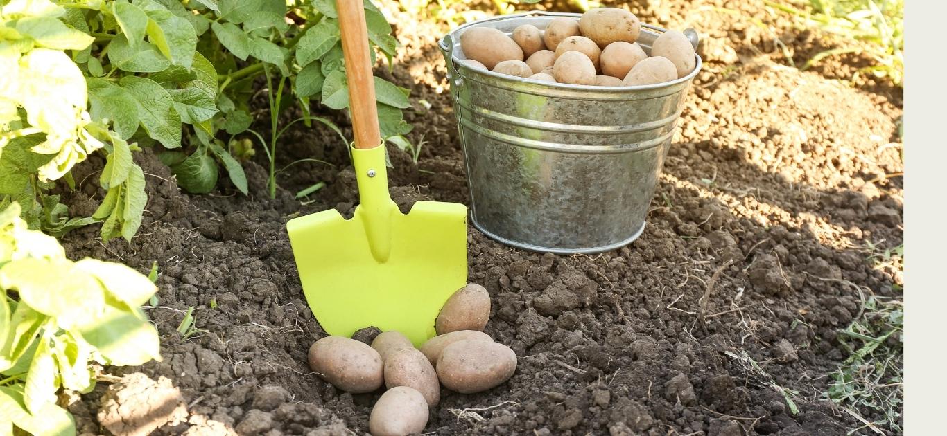 Children planting seed potatoes in a container bucket in Ireland