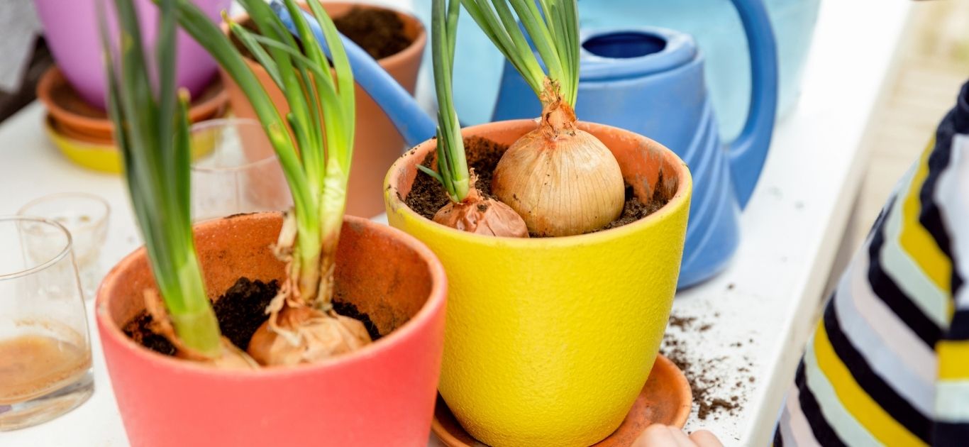 Spring onion root ends sprouting fresh green shoots in a glass jar of water on an Irish windowsill