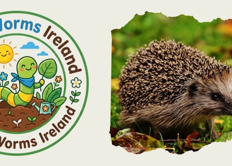 Meet the Irish Garden Hedgehog | Wildlife for Kids | WiggleWorms Ireland