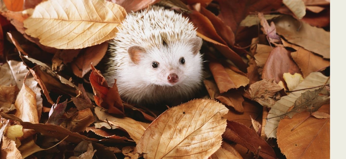 A cute European hedgehog walking through autumn leaves in an Irish garden