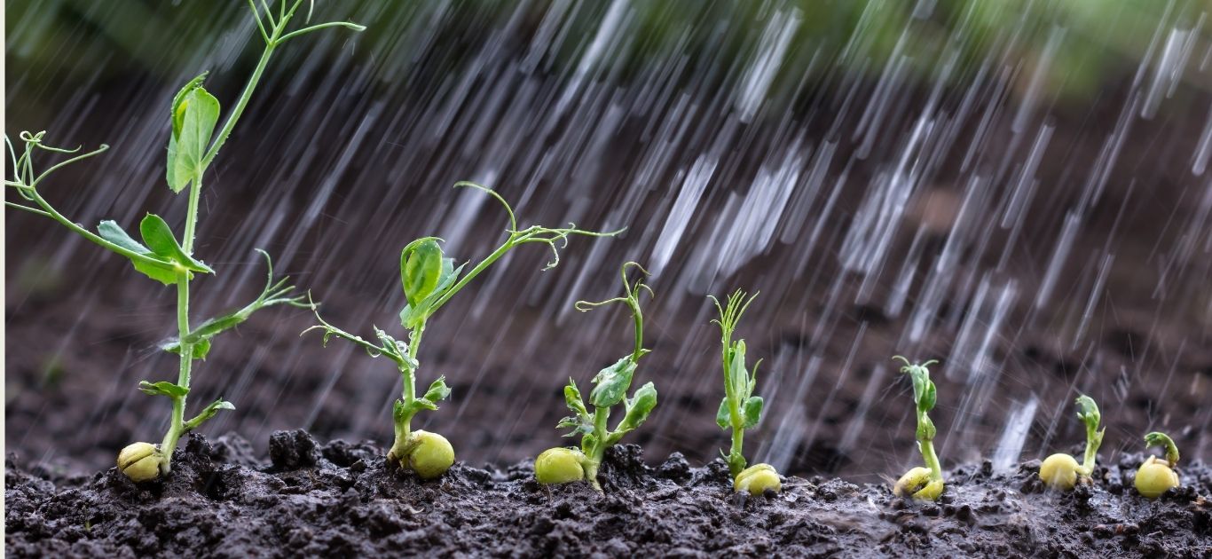 Raindrops falling on garden soil and leaves in Ireland