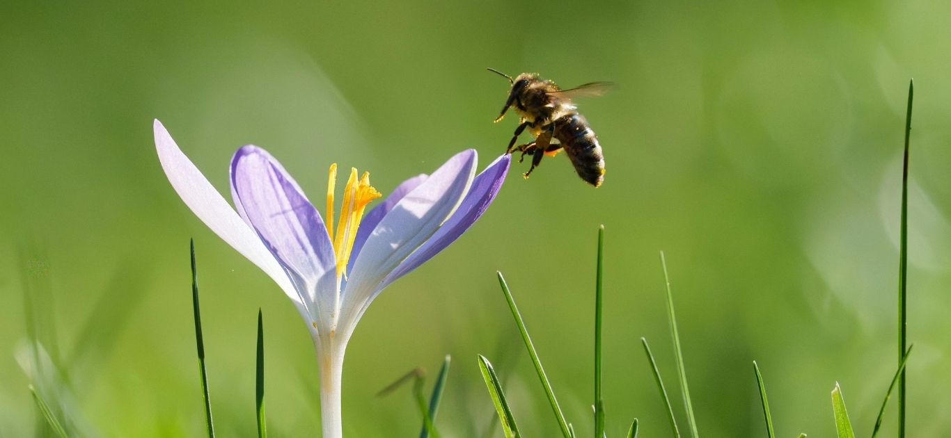 A fluffy bumblebee collecting nectar from a garden flower in Ireland