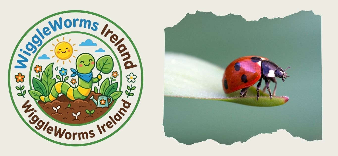 Wiggle's Bug of the Day- The Seven-Spot Ladybird Wiggle Worms