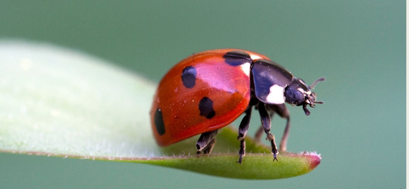 A bright red seven-spot ladybird resting on a green garden leaf in Ireland