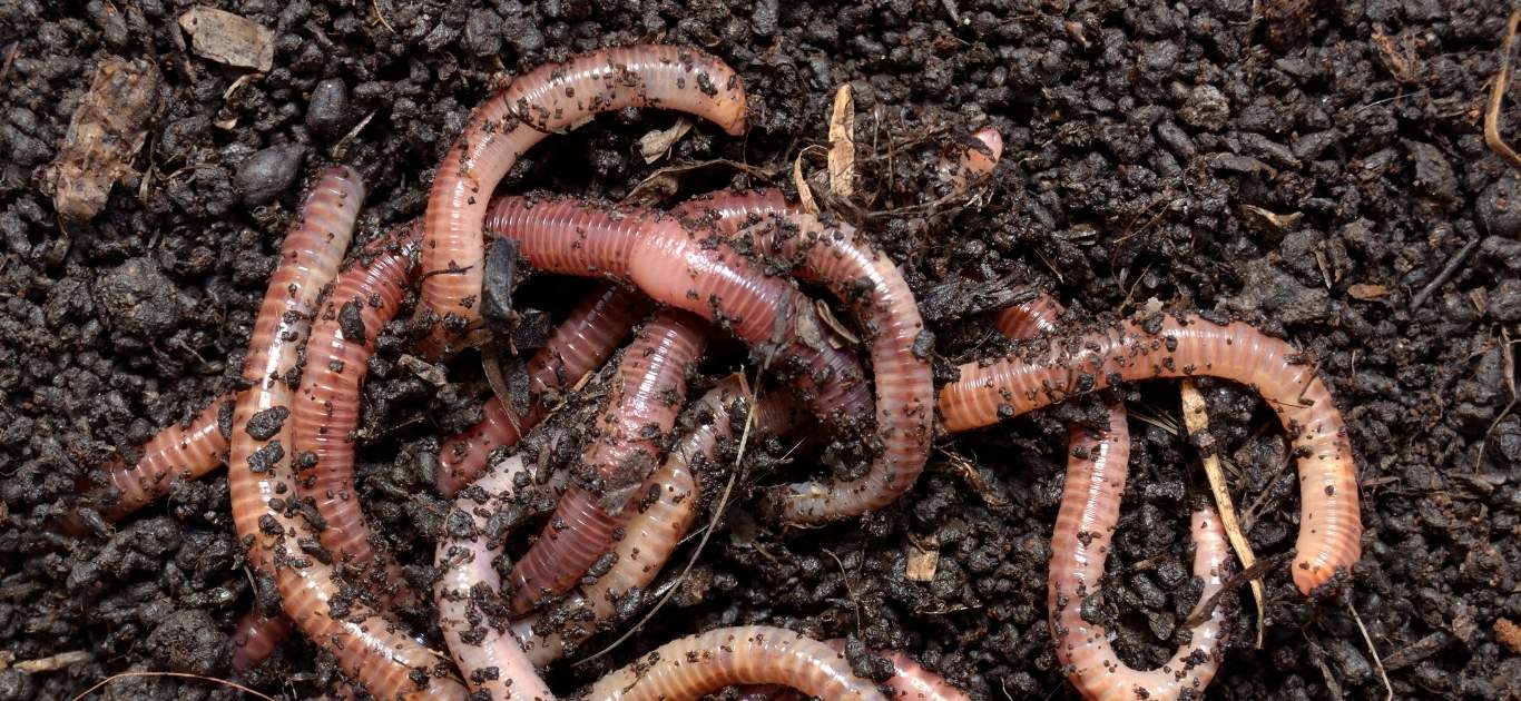 An earthworm crawling on rich dark garden soil in Ireland