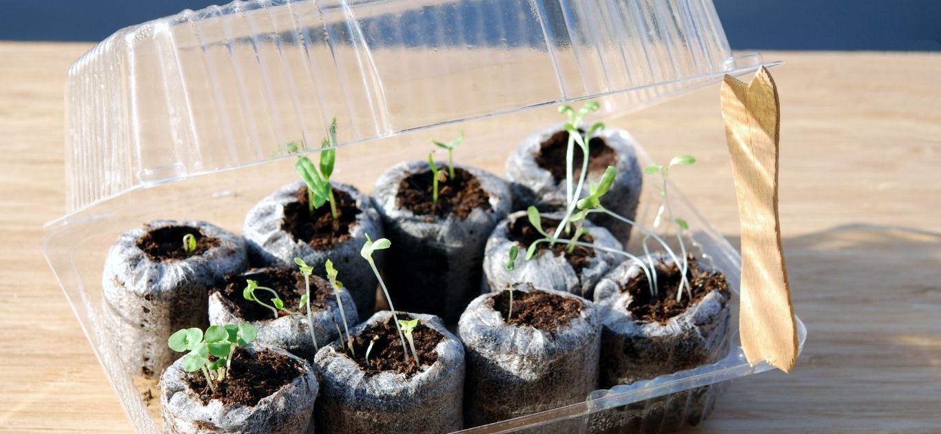 A child taping a zip-lock bag seed germination experiment to an indoor window in Ireland