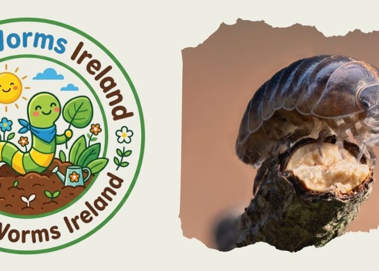 Meet the Garden Woodlouse