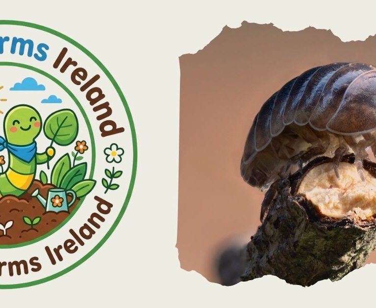 Meet the Garden Woodlouse