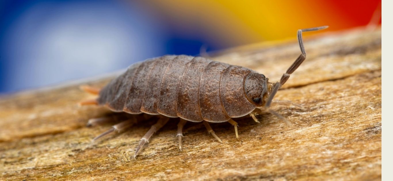 A child examining woodlice under a garden stone in Ireland