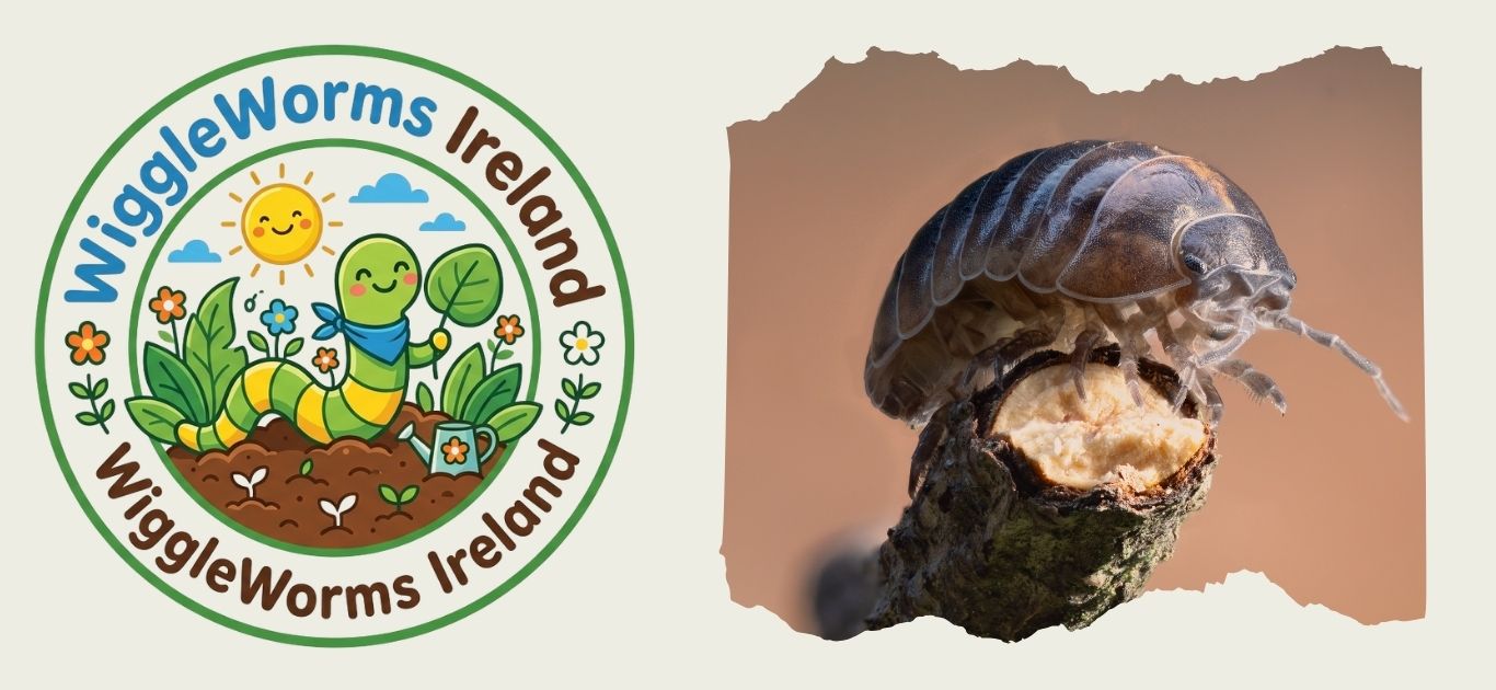 Meet the Garden Woodlouse