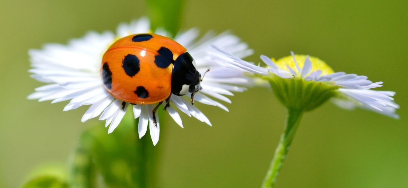 A bright red ladybird with black spots resting on a green leaf in Ireland
