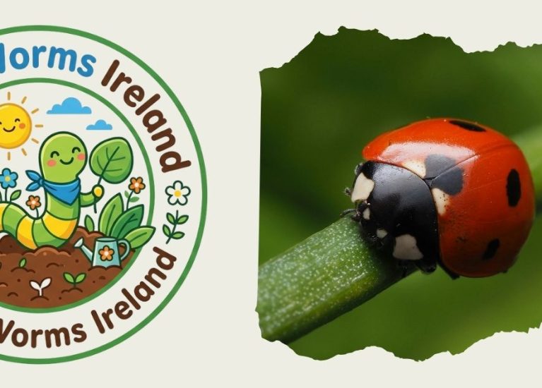 Meet the Garden Ladybird | Beneficial Insects for Kids | WiggleWorms Ireland