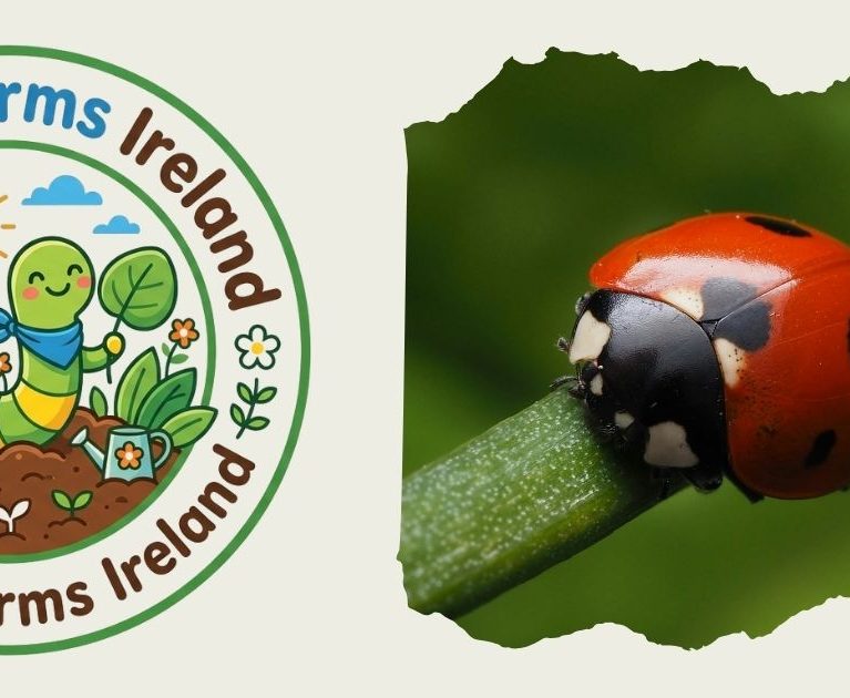 Meet the Garden Ladybird | Beneficial Insects for Kids | WiggleWorms Ireland