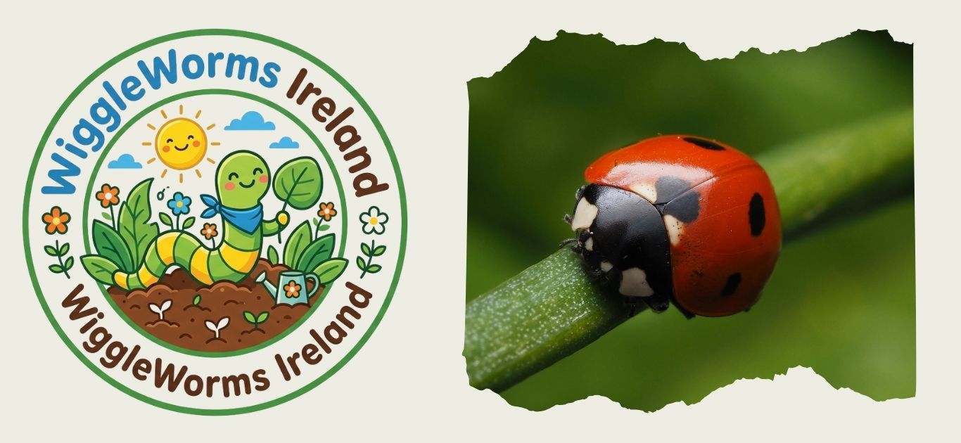 Meet the Garden Ladybird | Beneficial Insects for Kids | WiggleWorms Ireland